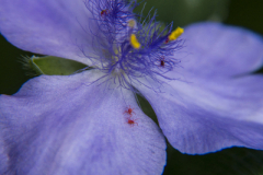purple-flower_isabel-veldhuis-5c752a614ce210560fc4860e35b6949f2806a52e